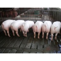 臨沂莒縣仔豬廠家