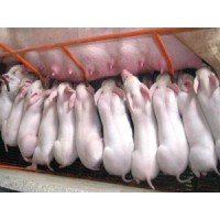 臨沂莒南仔豬