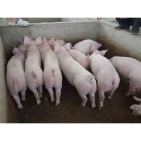 臨沂莒南仔豬