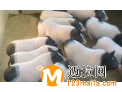 山東仔豬養(yǎng)殖基地電話15092948863