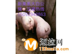 山東仔豬價(jià)格電話15092948863