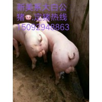 山東仔豬價(jià)格電話15092948863