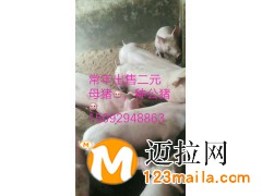 山東仔豬直銷(xiāo)電話15092948863