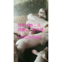 山東仔豬直銷(xiāo)電話15092948863