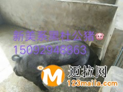 山東仔豬批發(fā)電話15092948863