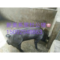山東仔豬批發(fā)電話15092948863