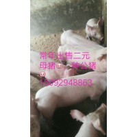 山東仔豬批發(fā)價(jià)格電話15092948863