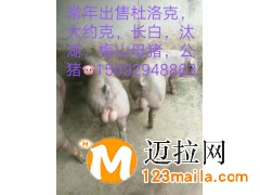 山東仔豬介紹電話15092948863