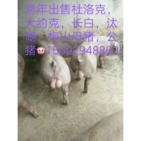山東仔豬介紹電話15092948863