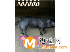 山東仔豬介紹斷奶仔豬咬尾是什么造成的15092948863