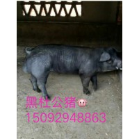 山東仔豬介紹斷奶仔豬咬尾是什么造成的15092948863