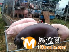 山東仔豬介紹仔豬斷奶后的飼養(yǎng)管理15092948863