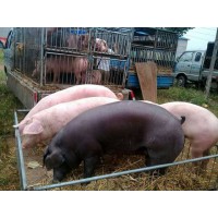 山東仔豬介紹仔豬斷奶后的飼養(yǎng)管理15092948863