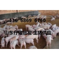 山東仔豬批發(fā)價(jià)格生豬供應(yīng)基地