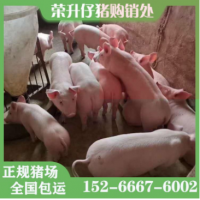 仔豬批發(fā)價(jià)格 供應(yīng)優(yōu)良育肥豬崽