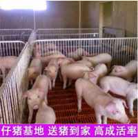 仔豬批發(fā)行情 三元育肥仔豬大量出售