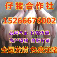小豬苗批發(fā)價(jià)格，三元仔豬價(jià)格行情今日長(zhǎng)白仔豬批發(fā)價(jià)格