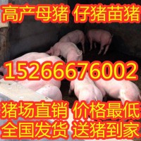 2020仔豬批發(fā)行情 哪里仔豬批發(fā)便宜品種純正