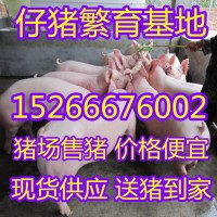 現(xiàn)在三元豬仔豬場(chǎng)批發(fā)山東豬苗批發(fā)價(jià)格行情