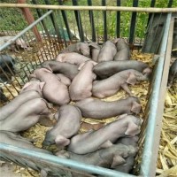 臨沂太湖母豬直銷(xiāo)