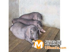 山東太湖母豬直銷