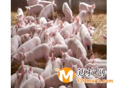 臨沂育肥豬苗批發(fā)