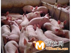 臨沂育肥豬苗直銷