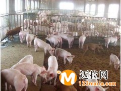 臨沂育肥豬苗批發(fā)