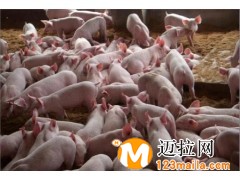 山東育肥豬苗批發(fā)