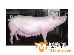 臨沂約克母豬養(yǎng)殖基地