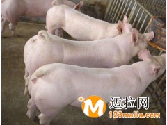 山東約克母豬養(yǎng)殖基地