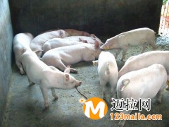 臨沂約克母豬養(yǎng)殖基地