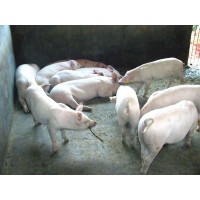臨沂約克母豬養(yǎng)殖基地