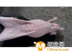 山東長白母豬批發(fā)
