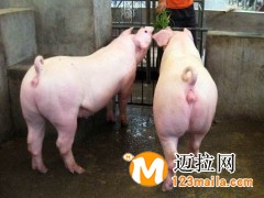 山東長白母豬養(yǎng)殖基地