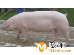 臨沂長白母豬養(yǎng)殖基地
