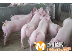 臨沂長白母豬直銷