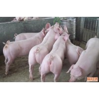 臨沂長(zhǎng)白母豬直銷(xiāo)