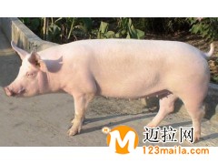 臨沂約克母豬批發(fā)