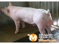 臨沂仔豬批發(fā),山東仔豬直銷