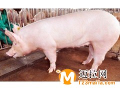 臨沂仔豬批發(fā),山東仔豬直銷