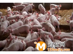 臨沂仔豬批發(fā),山東仔豬直銷