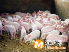 臨沂仔豬批發(fā),山東仔豬直銷