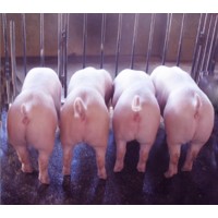 白豬價格豬場仔豬批發(fā)三元豬苗價格