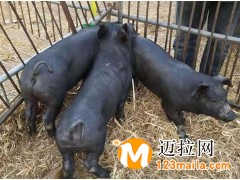 臨沂仔豬養(yǎng)殖基地,山東仔豬批發(fā)