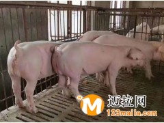 臨沂仔豬直銷,山東仔豬養(yǎng)殖基地