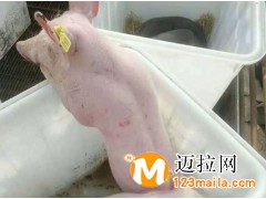 臨沂仔豬直銷,山東仔豬批發(fā)