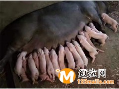 臨沂仔豬批發(fā),山東仔豬養(yǎng)殖基地