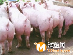 臨沂仔豬批發(fā),山東仔豬直銷(xiāo)