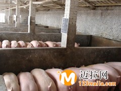 臨沂仔豬直銷(xiāo),山東臨沂仔豬批發(fā)